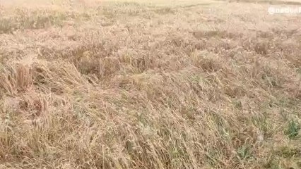 अम्बेडकरनगर: बेमौसम बरसात बनी किसानों की आफत, बोले किसान