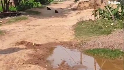 পূর্ব বর্ধমান: ফলক বসিয়েই কাজ শেষ! রাস্তার উন্নতি কবে হবে?