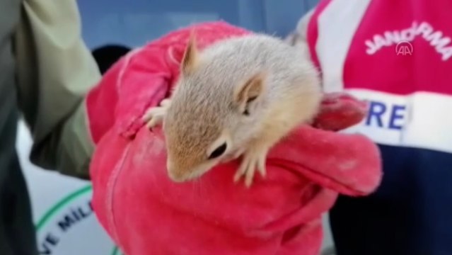 Yolcu otobüsünde 15 sincap yavrusu ele geçirildi