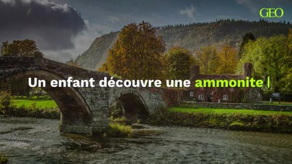 Un fossile de 200 millions d'années a été découvert par un enfant au pays de Galles