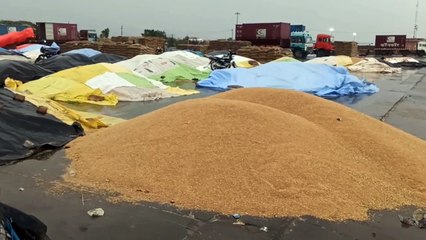 बारिश से भिगी मेहनत, किसानों की आंखे नम