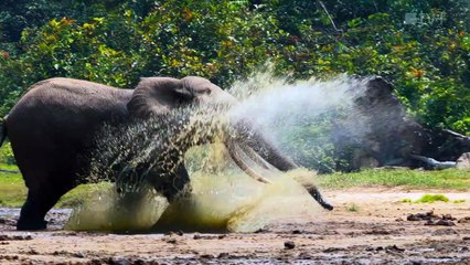 Big Beasts : sur les traces des géants - saison 1 Bande-annonce VO