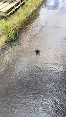 Crayfish Is Ready for Conflict