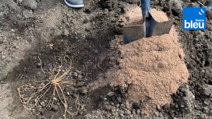 Roland Motte, jardinier : plantez des asperges au potager
