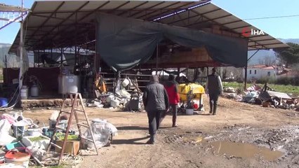 Büyükbaş hayvanlara SAT-2 aşılama çalışmaları devam ediyor