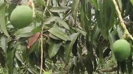 মালদা: অকাল বৃষ্টিতে হাসি ফুটেছে মালদার আম চাষিদের কি বলছেন তাঁরা, দেখুন ভিডিও