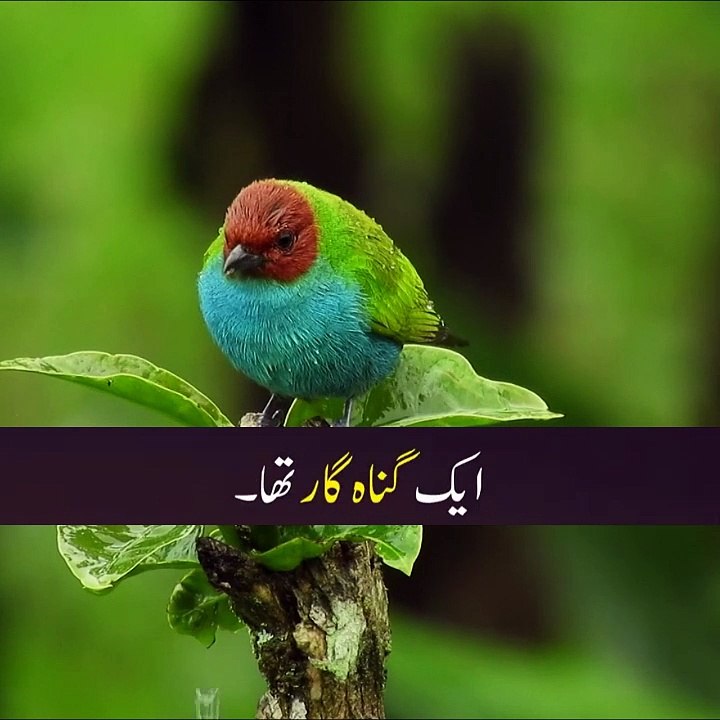 کون جنتی