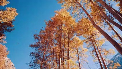 Download Video: Looking up at trees with falling leaves a beautiful heart touching scene - 4k