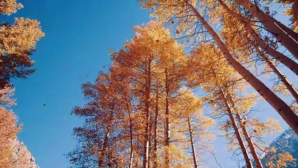 Looking up at trees with falling leaves a beautiful heart touching scene - 4k