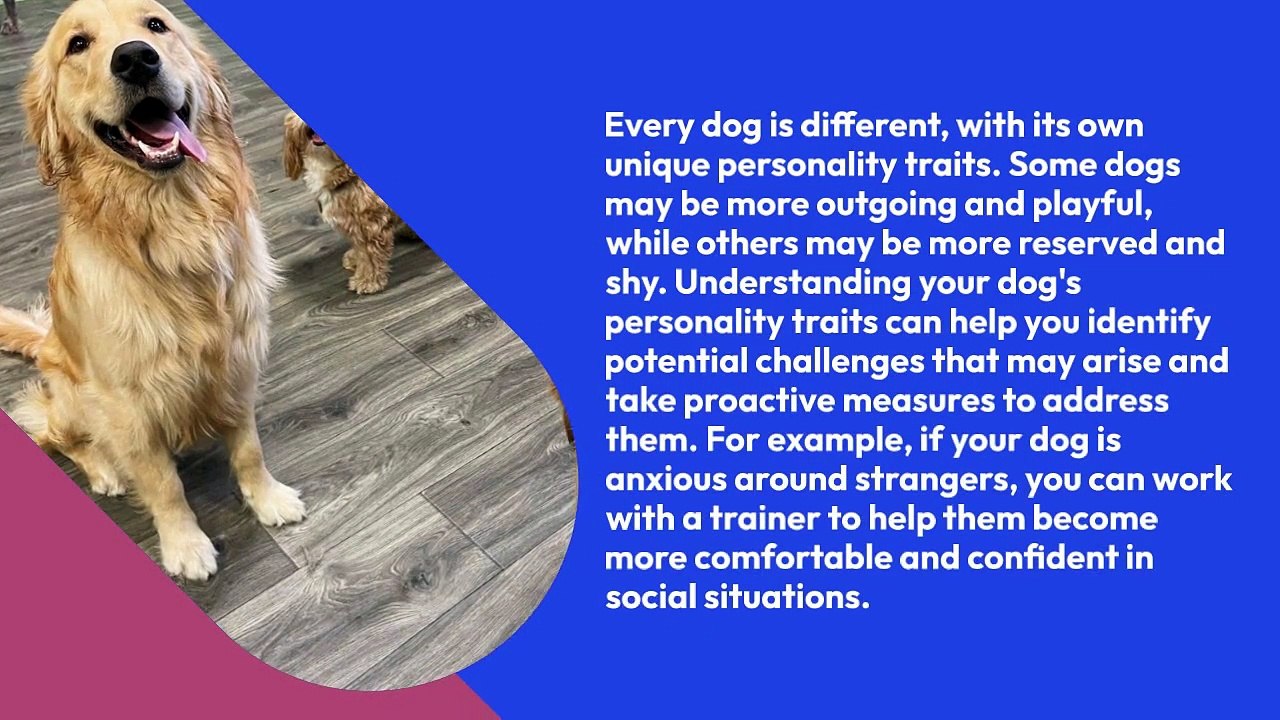 Dogs Tail Understanding Your Dog's Personality Traits video Dailymotion