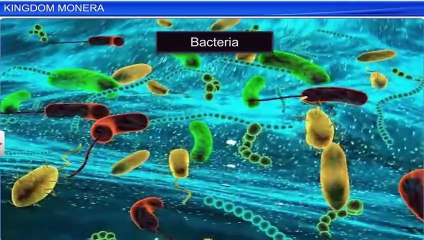 2. Kingdom monera