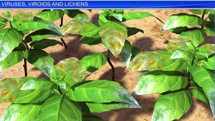 7. Viruses, Viroids and Lichens