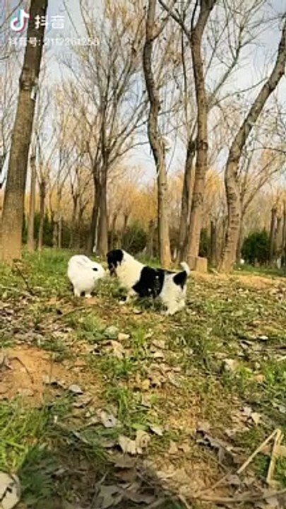 Funny dog