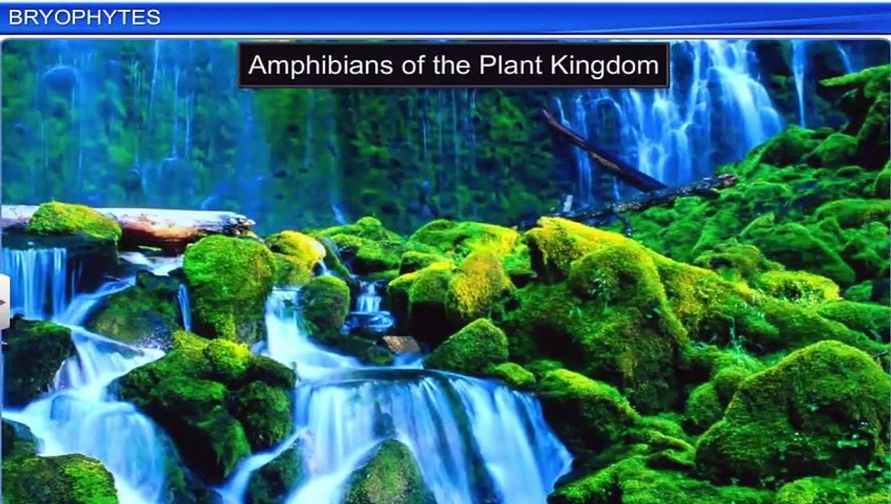 2. Bryophytes