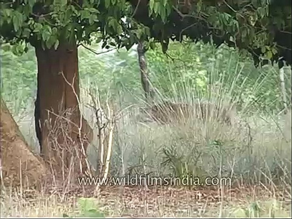 Tiger lurking at Kanha National Park for its next victim!