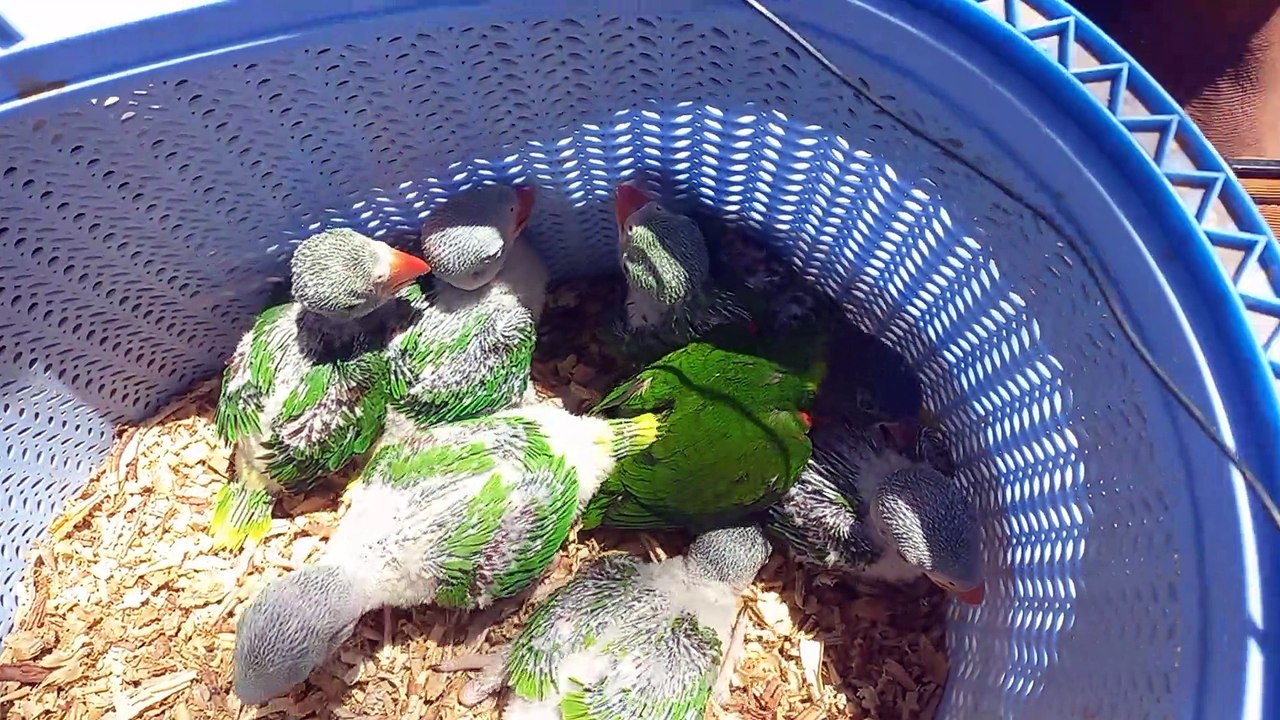 Different ringneck chick