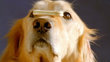 Reasons Your Dog Disobeys