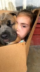 Dog and Girl Nap Together in Cardboard Box