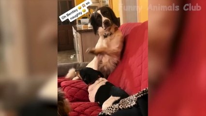 Funniest Animal Videos - Funny Cats and Crazy Dogs Videos 2023! #2