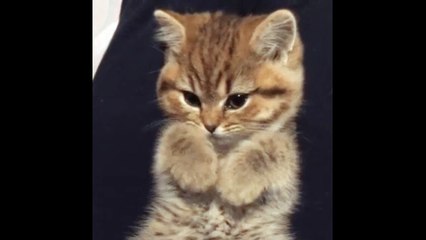 The Cutest Cats Doing Funny Things!