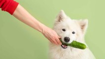 Gesunder Snack oder pures Gift: Dürfen Hunde Gurke essen?