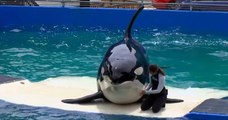 Tokitae, la plus vieille orque en captivité, va retrouver la liberté