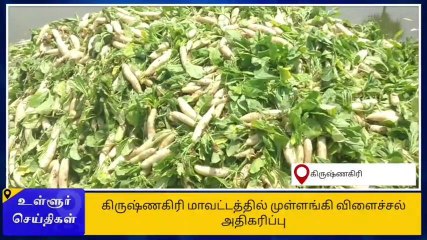 கிருஷ்ணகிரி: விலை போகாத முள்ளங்கி-விவசாயிகள் கண்ணீர்!