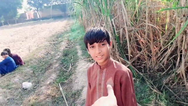 madhumakkhi ka chatta utarny gaye lekin __ شہد کی مکھی کا چھتا لینے گئے لیکن