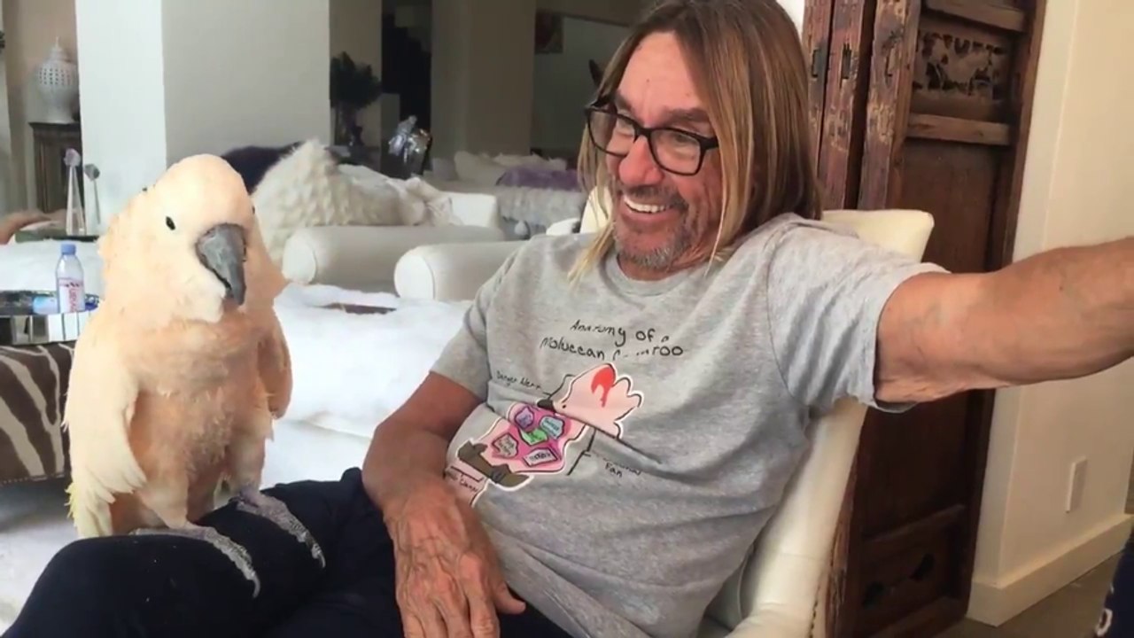 Iggy Pop e il pappagallo rocker (che balla)