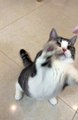 Amazing Funny Cats Trending Clips|| Best #funny Cats #shorts Video|| #trending #animals #reels