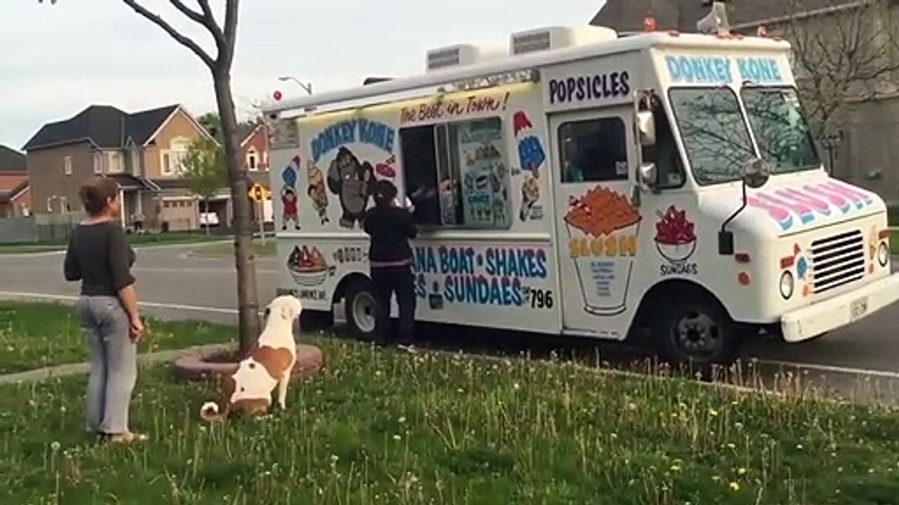 Pit Bull patiently waits in line for ice cream (1)