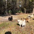 Person Watches Puppies Chasing Flying Drone in Backyard