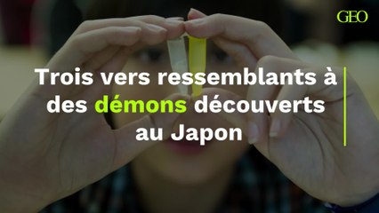 Trois vers ressemblants à des démons découverts au Japon