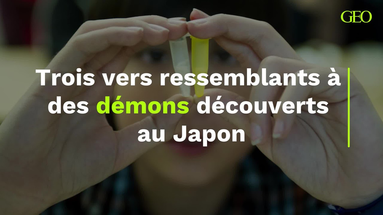 Trois vers ressemblants à des démons découverts au Japon