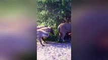 Hyenas try pull lion off buffalo by its tail 