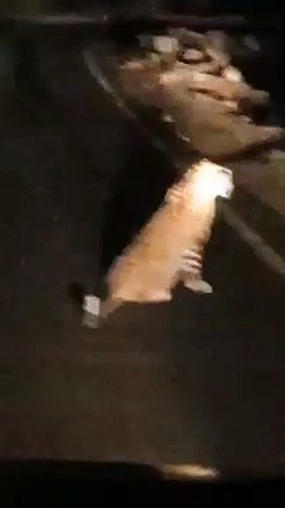 बीच सड़क पर टारगेट कर शिकार पर छलांग लगा गया तेंदुआ, डरे सहमें राहगीर वाहनों मे बैठे रहे