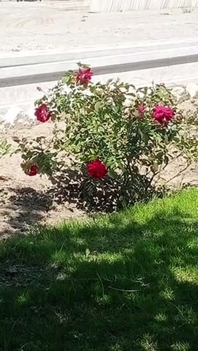 Flowers video_20230327_132301