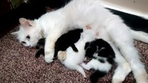 New born baby cat mom feeding kittens