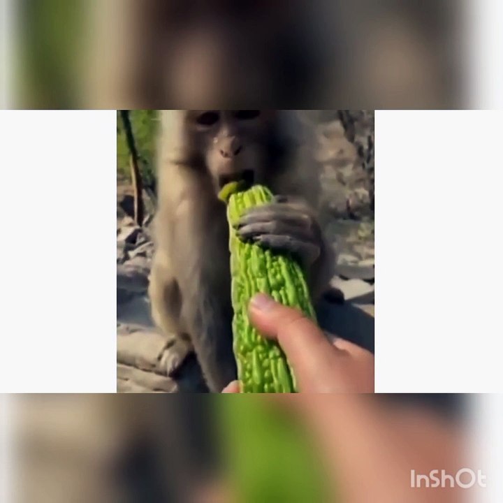 Funny Animal vedeos