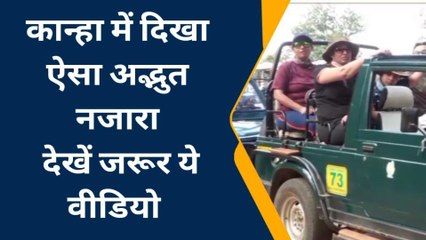 Viral: शावकों के साथ अठखेलियां करती बाघिन,जमकर बटोरी सुर्खियां,देखें Video