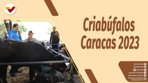 Café en la Mañana | Hasta el 2 de abril disfruta de la II Feria Nacional Criabúfalos Caracas 2023