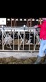 Modern Cow Dairy Farming - Cow Milking Technology Machine - Smart Dairy Farm #farm