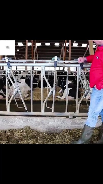 Modern Cow Dairy Farming - Cow Milking Technology Machine - Smart Dairy Farm #farm