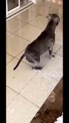 Funny_Dog__Running_as_like_bike_mode_#catvideos_#dog_#funny_#funnyvideo_#funnyvideos_#funnyshorts