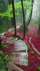 Beauty of Nature || Beautiful Video || Mountain View