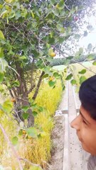 Tiny Edible Fruits As Harvesting Season Aproaches