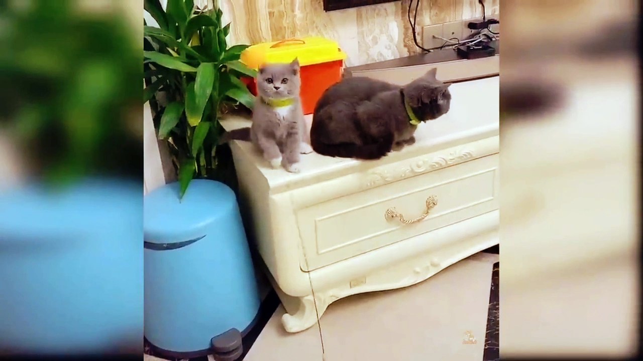 Best funny scene, best funny cat video,top new funny video , Qamaralitv