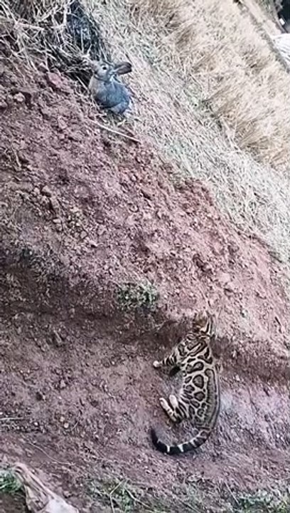 "Wild Encounters: A Journey Through the Animal Kingdom"