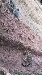 "Wild Encounters: A Journey Through the Animal Kingdom"