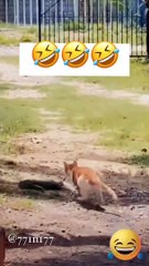 "Cutest Animal Moments"